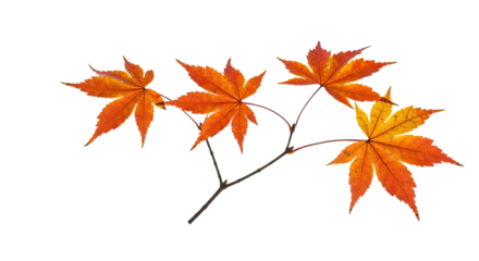 Vibrant orange maple leaves on a delicate branch.