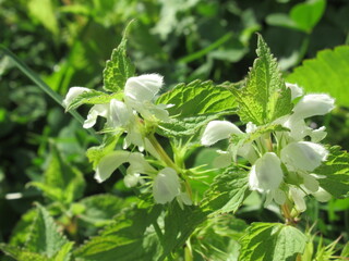 Zbliżenie na białe kwiaty jasnoty © Kumulugma
