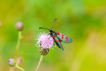 Crepuscular burnet Zygaena carniolica red and black butterfly sitting on green plant in summer
