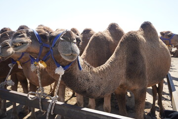 A large caravan of one-humped camels in the steppe.