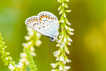 A very attractive picture of a very beautiful white butterfly with different symbols on it in different colors. The picture is a macro one with a photographer's taste.