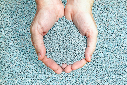 Hands holding blue granulated NPK chemical fertilizer for agriculture and gardening.