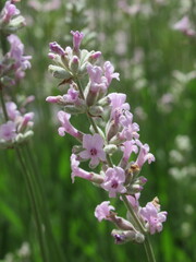 Zbliżenie an kwiat różowej lawendy © Kumulugma