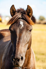 Obraz premium Horse on nature. Portrait of a horse, brown horse