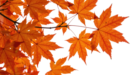 Vibrant orange maple leaves on branches during autumn season close up view.