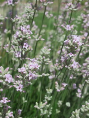 Zbliżenie an kwiat różowej lawendy © Kumulugma