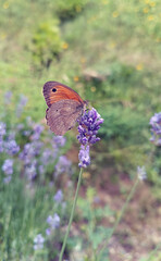 Butterfly on lavender flower in a summer garden