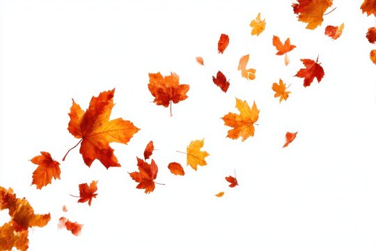 animated maple leaves falling with different leaves, autumn concept. animation video on alpha channel (transparent) background.