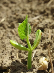Zbliżenie na kiełkujące fasolki