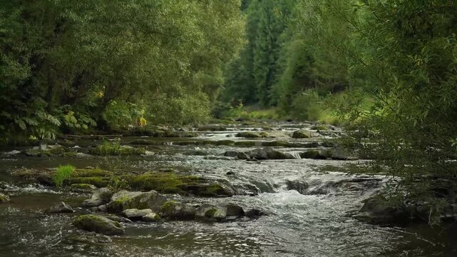 Carpathian river with a rapid and stones. cloudy weather