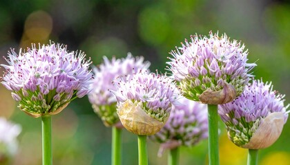 Close-up of blooming allium flowers