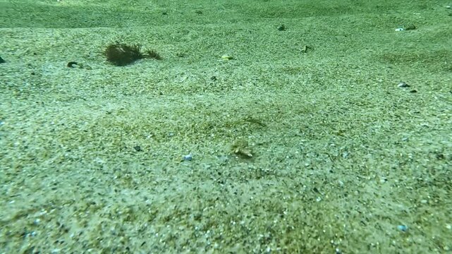 A hermit crab (Pagurus bernhardus) runs along the sandy bottom  in the Black Sea