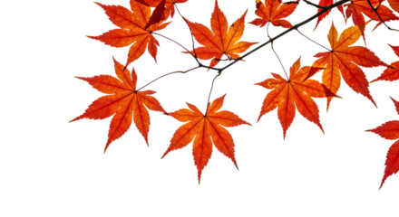 Vibrant Red Maple Leaves Branching Out Against White Background.