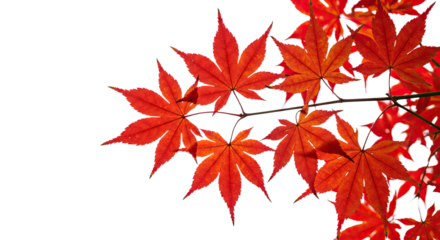 Vibrant red maple leaves detailed close up against white background 1.