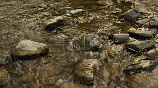 brown silted stones in the river close-up