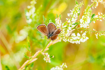 Brown butterfly with whitish blue spots on the wings, Hypolimnas Bolina, great eggfly, species of nymphalid butterfly.