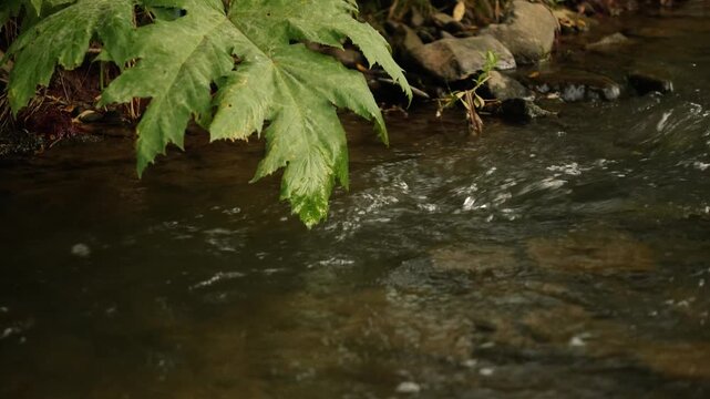 brown silted stones in the river close-up