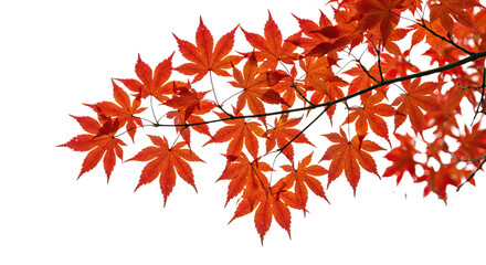 Fototapeta premium Vibrant red maple leaves displaying autumn colors on tree branches.
