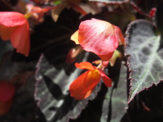 Zbliżenie na kwiaty drobnej begonii © Kumulugma