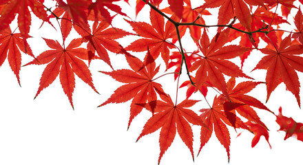 Vibrant Red Maple Leaves in Autumn Season 1.