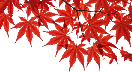 Vibrant Red Maple Leaves in Autumn Season 1.