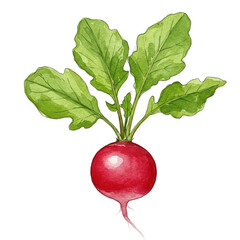 Watercolor radish with vibrant green leaves and delicate root detail isolated on white background