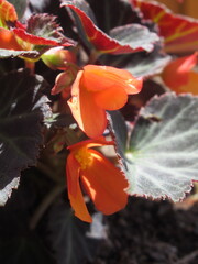 Zbliżenie na kwiaty drobnej begonii © Kumulugma