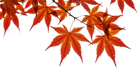 Vibrant red maple leaves in autumn season against white background 2.