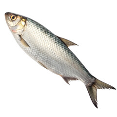 Fototapeta premium Fresh sea bream fish isolated on transparent background