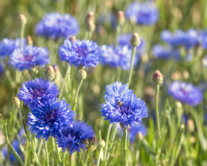 Dreamy field of cornflowers