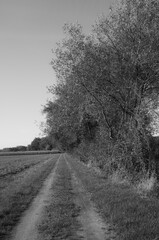 Scenic country path surrounded by trees in black and white captures a tranquil moment in nature