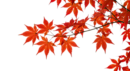 vibrant red maple leaves on a branch against a white background.