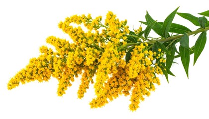 Close-up of bright yellow flowers