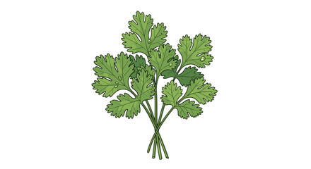 Naklejka premium Fresh bunch of green cilantro herb, detailed hand-drawn vector illustration. Organic coriander cooking ingredient isolated on transparent background, svg.