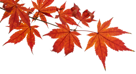Vibrant red maple leaves on a delicate branch during autumn season 1.