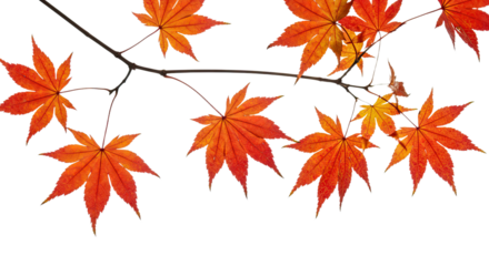 Vibrant red maple leaves on a thin branch in autumn.