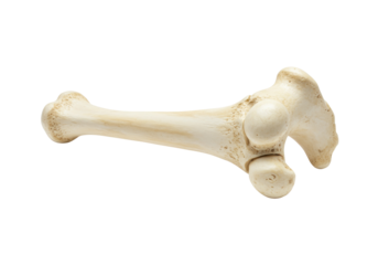 Anatomical femur bone isolated on transparent background, detailed skeletal structure for medical study and educational resources PNG