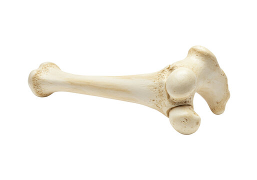 Anatomical femur bone isolated on transparent background, detailed skeletal structure for medical study and educational resources PNG