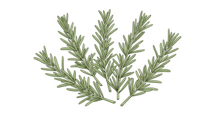 Naklejka premium Fresh aromatic green rosemary sprigs, essential culinary herb for seasoning dishes. Detailed vector illustration SVG, isolated on transparent background.