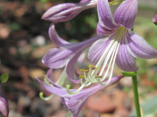 Zbliżenie na kwiaty rośliny z gatunku funkia © Kumulugma