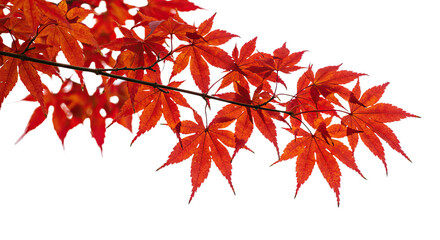 Vibrant red maple leaves on a tree branch in autumn.