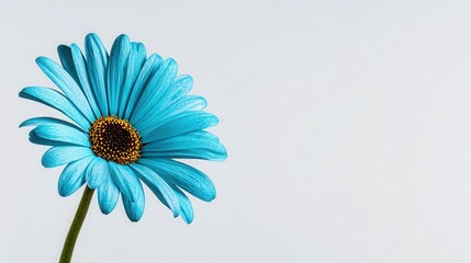 Blue daisy on minimal background