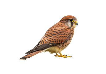 American kestrel PNG isolated on transparent background, small falcon with reddish-brown plumage...