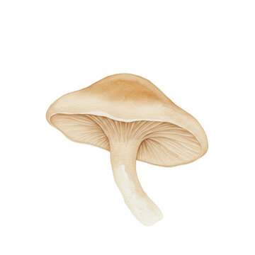 Watercolor mushroom with visible gills and smooth cap, angled view isolated on white background