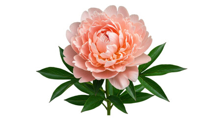 Beautiful light pink peony flower isolated PNG, lush petals and green leaves on transparent background for wedding invitations and floral designs © Thomas