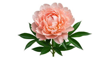Beautiful light pink peony flower isolated PNG, lush petals and green leaves on transparent background for wedding invitations and floral designs