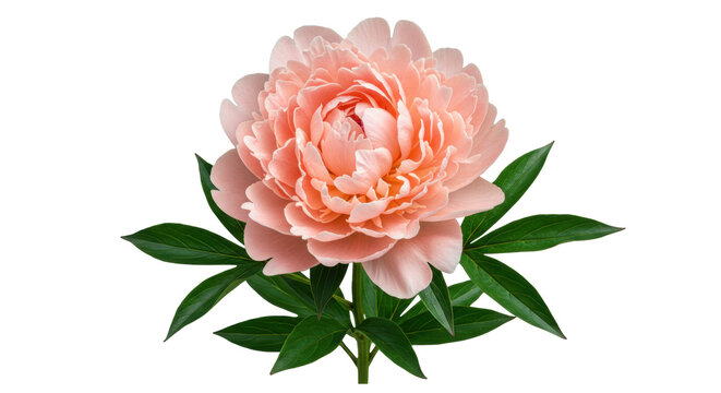 Beautiful light pink peony flower isolated PNG, lush petals and green leaves on transparent background for wedding invitations and floral designs