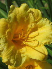 Zbliżenie na kwiat żółtego liliowca © Kumulugma