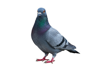 Rock pigeon PNG isolated on transparent background, common gray city bird with iridescent neck feathers and red feet