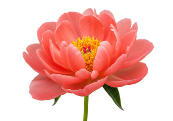 Coral charm peony flower isolated on transparent background, vibrant pink petals and yellow center for floral design elements © Thomas